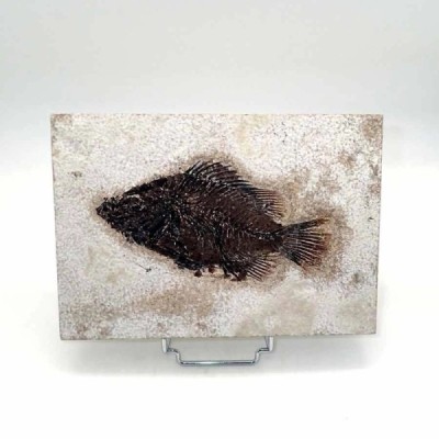 Priscacara liops Priscacara liops