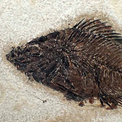 Priscacara liops Priscacara liops