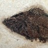  Priscacara liops