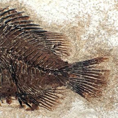 Priscacara liops Priscacara liops