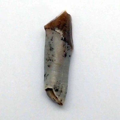 Merycoidodon gracilis Merycoidodon gracilis