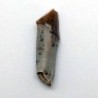 Merycoidodon gracilis