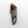  Merycoidodon gracilis