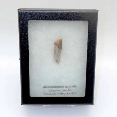 Merycoidodon gracilis Merycoidodon gracilis