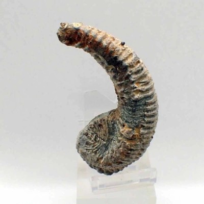 Alectryonia ungulata Alectryonia ungulata