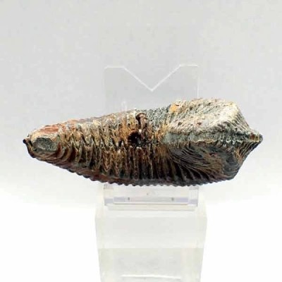 Alectryonia ungulata Alectryonia ungulata