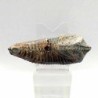  Alectryonia ungulata 