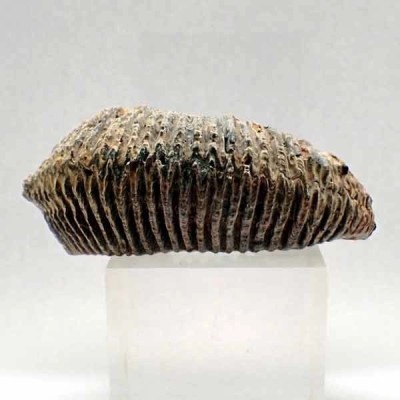 Alectryonia ungulata Alectryonia ungulata