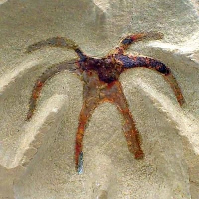 Furca mauretanica Furca mauretanica