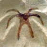 Furca mauretanica