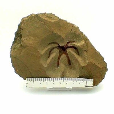 Furca mauretanica Furca mauretanica