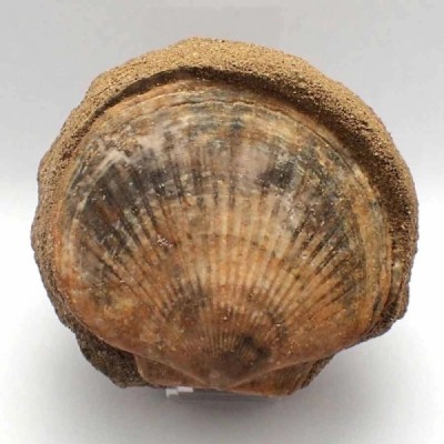 Pecten flabelliformis Pecten flabelliformis