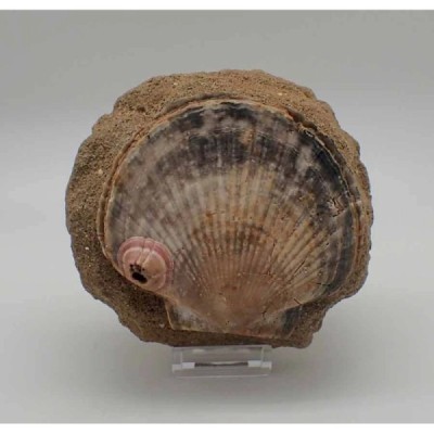 Pecten flabelliformis Pecten flabelliformis