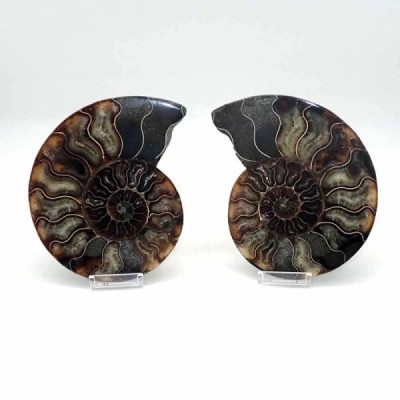 Ammonite cortado Ammonite cortado