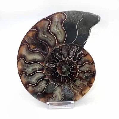 Ammonite cortado Ammonite cortado