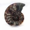  Ammonite cortado