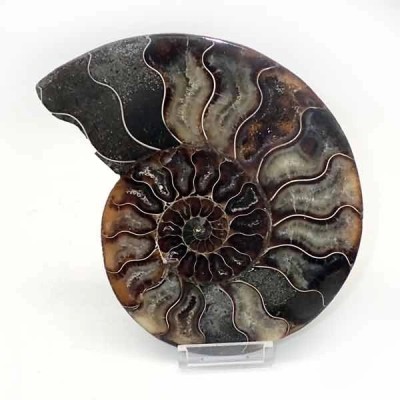 Ammonite cortado Ammonite cortado
