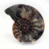  Ammonite cortado