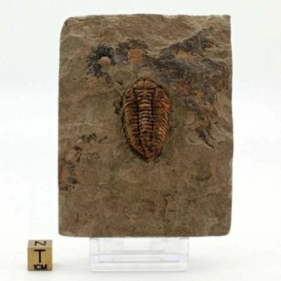 Ormathops clariondi Ormathops clariondi