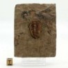 Ormathops clariondi