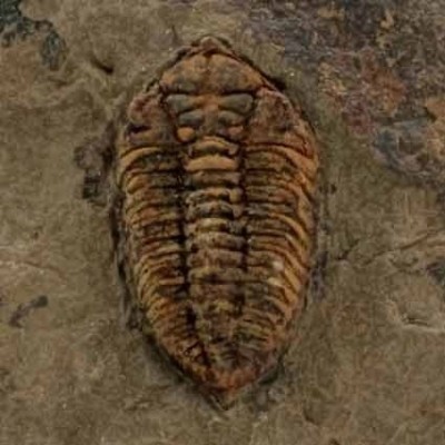 Ormathops clariondi Ormathops clariondi