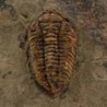  Ormathops clariondi