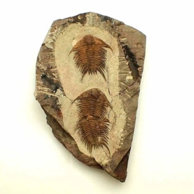 Foulonia sp. Foulonia sp.