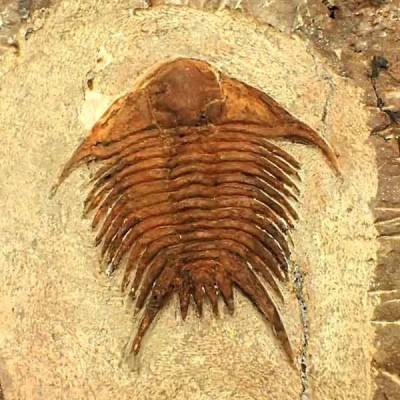 Foulonia sp. Foulonia sp.