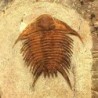  Foulonia sp.