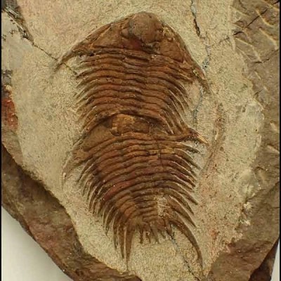 Foulonia sp. Foulonia sp.