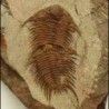 Foulonia sp.