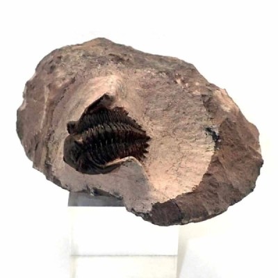 Metacanthina issoumourensis Metacanthina issoumourensis