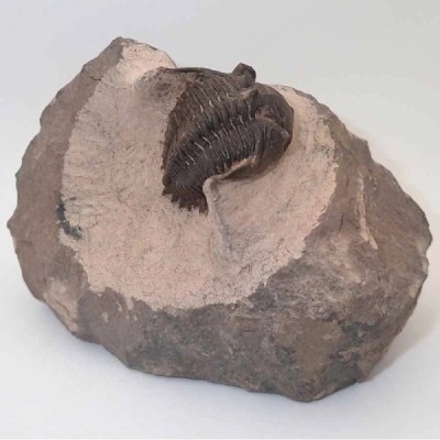 Metacanthina issoumourensis Metacanthina issoumourensis