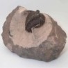  Metacanthina issoumourensis