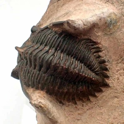 Metacanthina issoumourensis Metacanthina issoumourensis