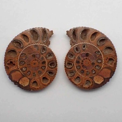 Kranaosphinctes sp Kranaosphinctes sp