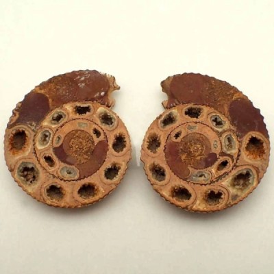 Kranaosphinctes sp Kranaosphinctes sp