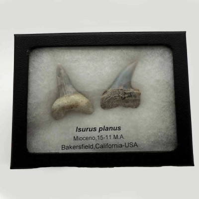 Isurus planus Isurus planus