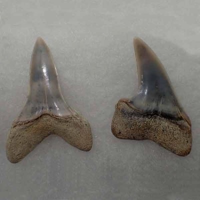 Isurus planus Isurus planus