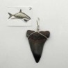 Colgante diente Isurus hastalis