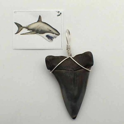 Colgante diente Isurus hastalis Colgante diente Isurus hastalis