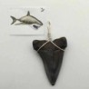  Colgante diente Isurus hastalis