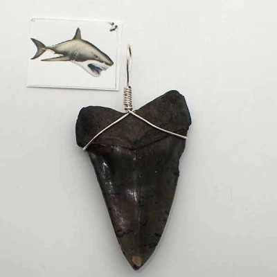 Colgante diente Isurus hastalis Colgante diente Isurus hastalis