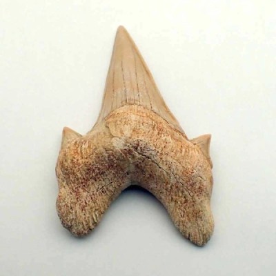Otodus obliquus Otodus obliquus
