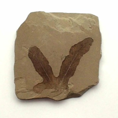 Lygodium kaulfussii Lygodium kaulfussii