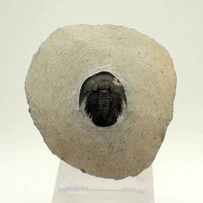 Tropidocoryphe sp Tropidocoryphe sp