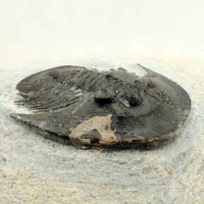 Tropidocoryphe sp Tropidocoryphe sp