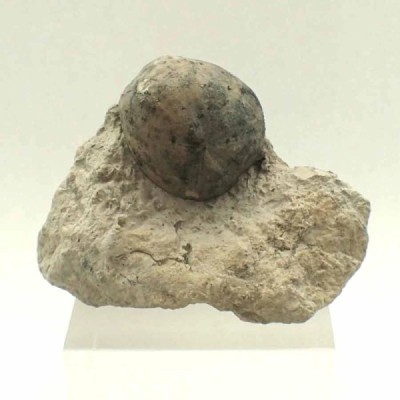 Heteraster texanus Heteraster texanus