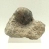 Heteraster texanus