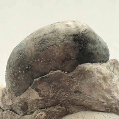 Heteraster texanus Heteraster texanus
